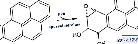 Polysykliske aromatiske hydrokarboner - toksisitet og toksikologi