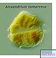STX - saksitoksinas - toksiškumas ir toksikologija