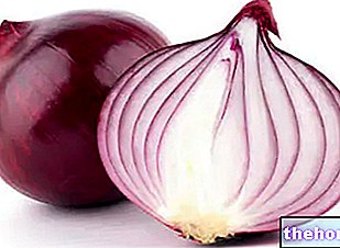 Onion: Properties and Benefits - vegetables
