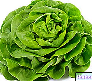 Šalát - zelenina
