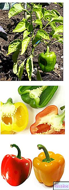 Peppers - vegetables