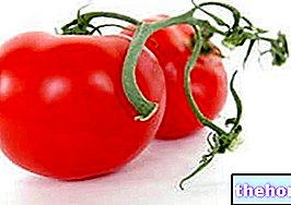 Tomato - vegetables