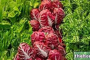 Radicchio: Nutritional Properties, Role in Diet and How to Cook - vegetables
