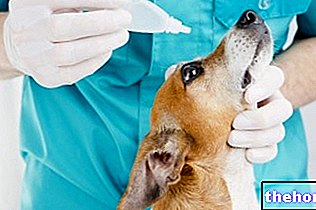 Conjonctivite du chien - vétérinaire