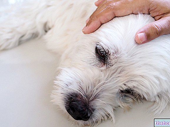veterinarijos - Traukuliai ir epilepsija šunims ir katėms
