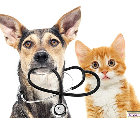 Diabetas šunims ir katėms - veterinarijos