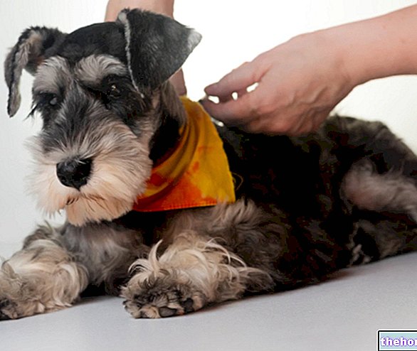 Diabetas šunims - veterinarijos