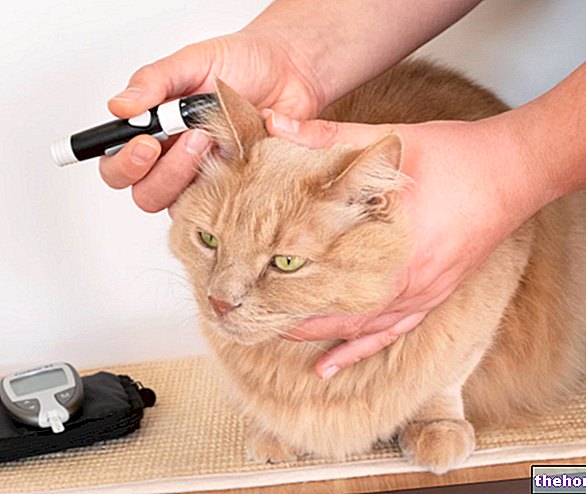 Dijabetes kod mačaka - veterinarski