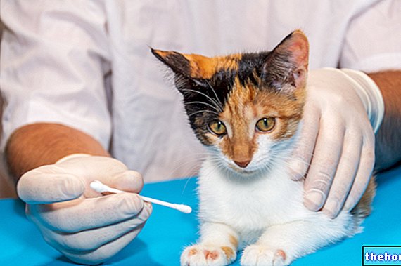 Grybelis šunims ir katėms: priežastys, simptomai ir gydymas - veterinarijos