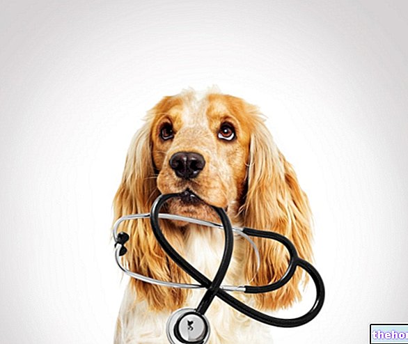 Šunų leišmaniozė: kas tai yra, priežastys ir simptomai - veterinarijos