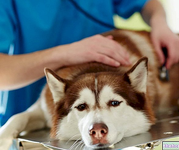 Leišmanijaza pasa: dijagnostika i liječenje - veterinarski