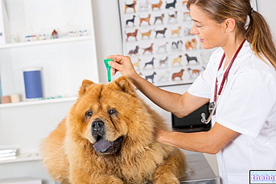 Η λεϊσμανίαση, πώς εκδηλώνεται, μετάδοση και θεραπεία - κτηνιατρικός