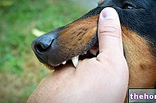 Morsure de chien : qu'est-ce que c'est ? Causes, risques et traitement - vétérinaire