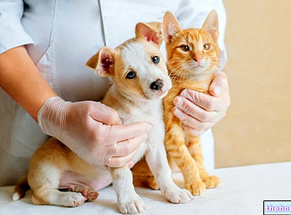 Επιλογή του εμβολίου για σκύλους και γάτες - κτηνιατρικός