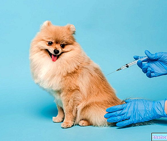 Vaccination des chiens - vétérinaire