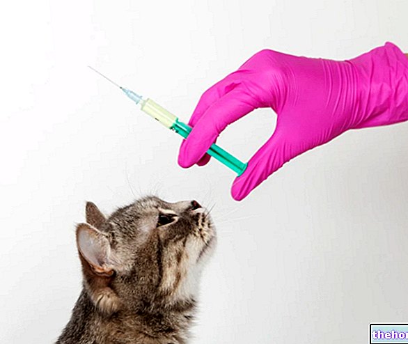 고양이의 예방 접종 - 수의사