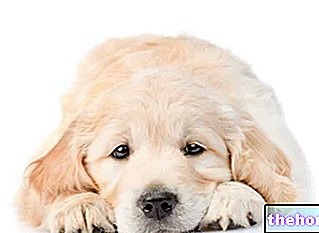 Εντερικά σκουλήκια σκύλων - κτηνιατρικός